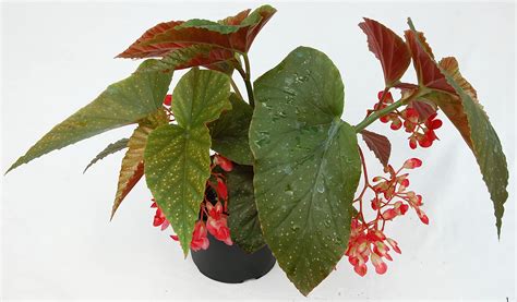 Buy Angel Wing Begonia Dragon Inch Pot Fully Grown Online At