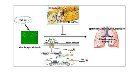 Effects Of β Sitosterol From Corn Silk On Tgf β1 Induced Epithelial