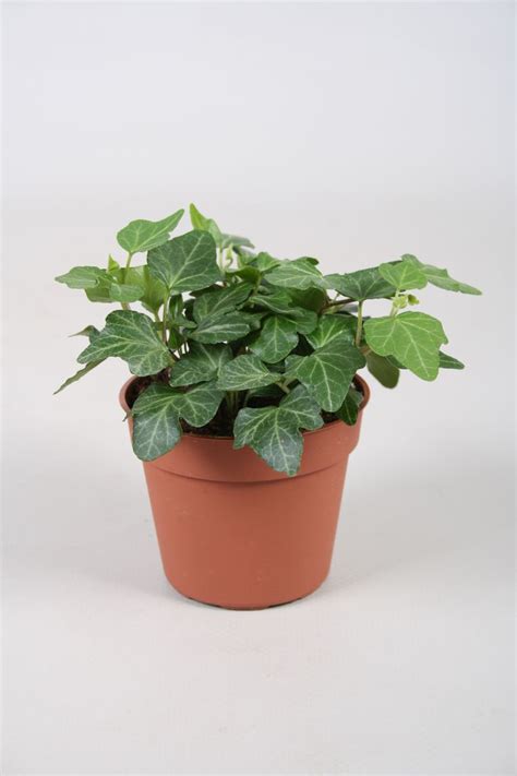 Hedera Helix Wonder Plant Wholesale Floraccess