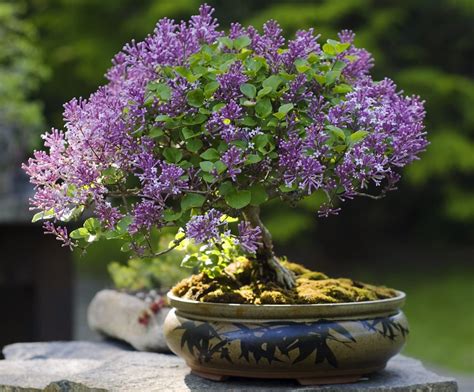 30 Purple Lilac Bonsai Seeds - Grow Stunning Purple Blooming Bonsai ...