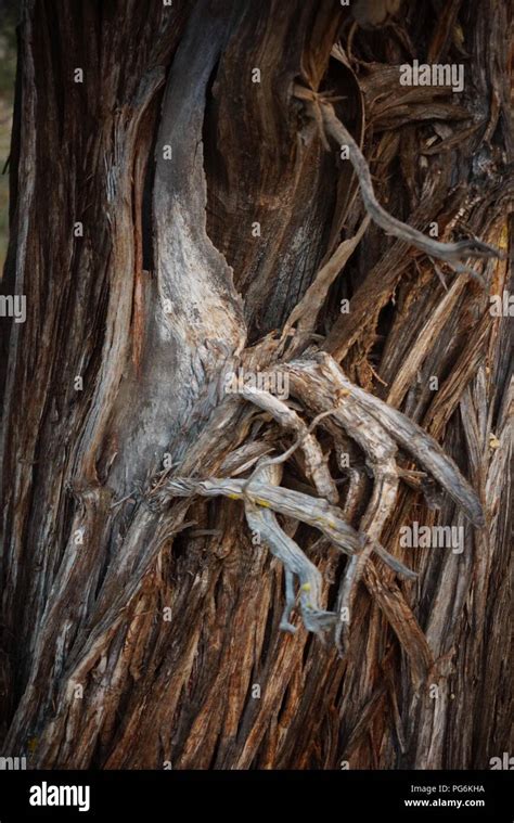 Juniper tree bark Stock Photo - Alamy