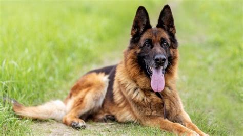 10 Police Dog Breeds: The Canine Force's Finest