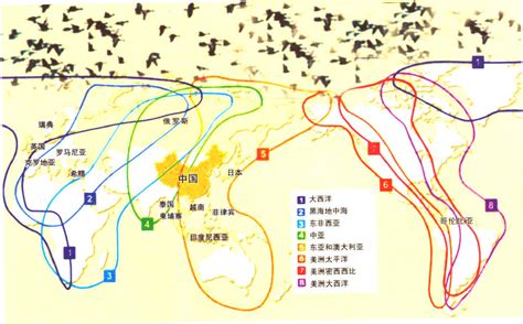 全球候鸟迁徙路线图 二 宁夏鸟类 图片