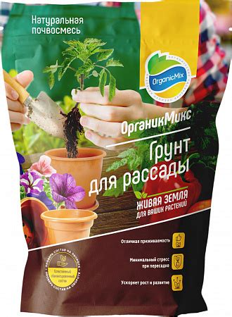 Рассада на подоконнике: как посадить и ухаживать
