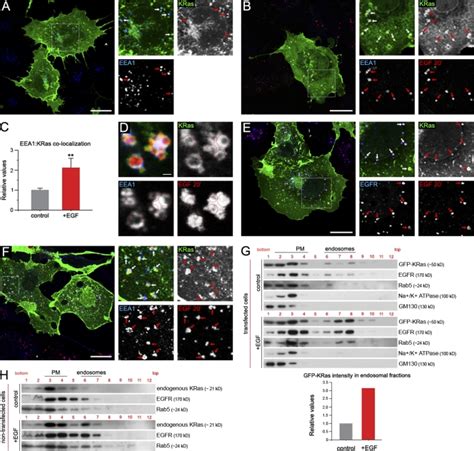 Egf Induces Kras Translocation To The Early Endosomal Compartment