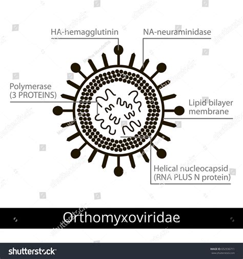 Orthomyxoviridae. Classification of viruses. - Royalty Free Stock ...