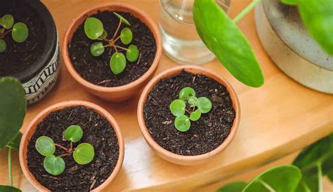 When And How To Replant A Pilea Plant A Step By Step Guide The