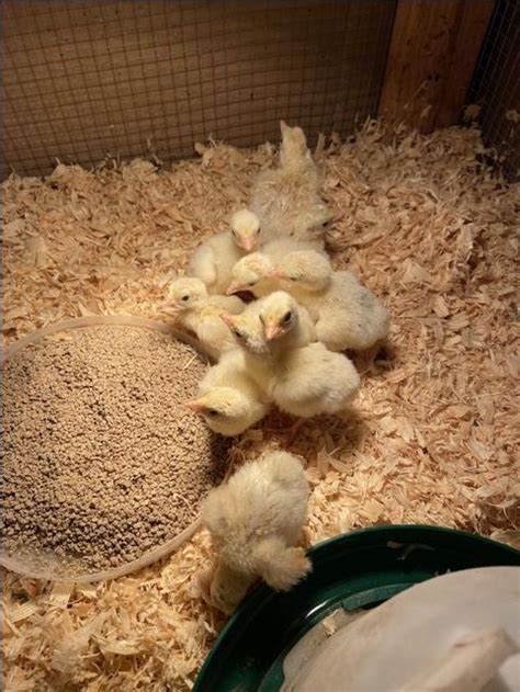 Royal Palm Turkey Poults For Sale Nex Tech Classifieds