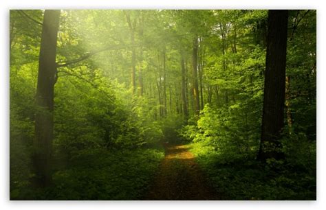 EXCLUSIVE Download 21 Dual-monitor-wallpaper-forest Dual-Monitor ...