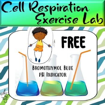 Cell Respiration Exercise Lab Activity With Bromothymol Blue TPT