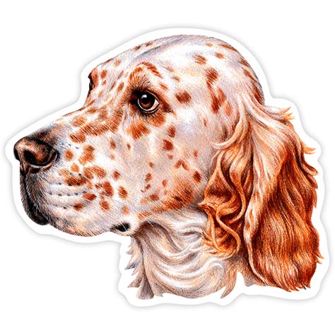 Autocollant Chien Setter Anglais Webstickersmuraux