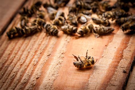 How To Clean A Dead Beehive And Reuse It BeeKeepClub