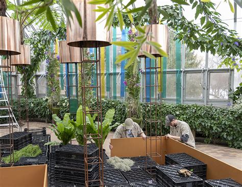 Chicago Orchid Show 2024 - Livvy Phedra