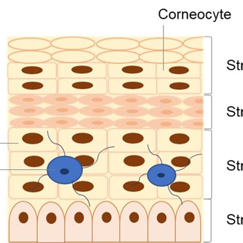 Schematic Representation Of Nano Delivery Systems Used For Topical Skin