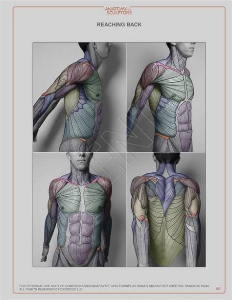 Anatomy sculpture, Anatomy art, Human anatomy drawing