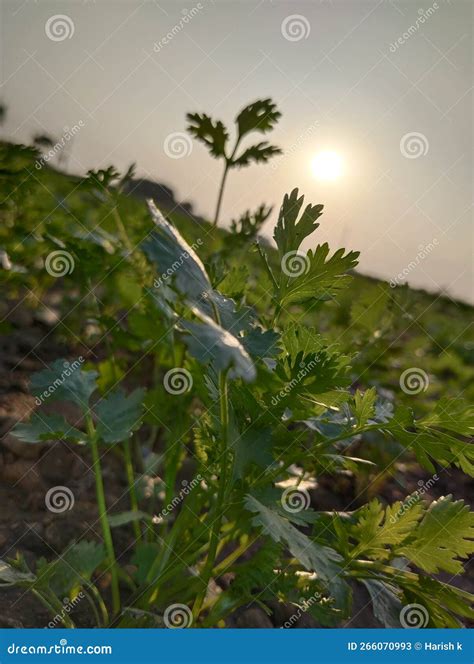 Sunshine Evening Routine Stock Image Image Of Evening 266070993