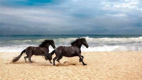 Wild Horses Running On Beach