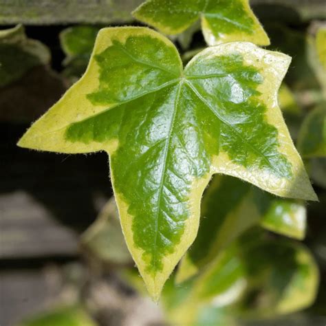 English Ivy Variegated Hedera Helix Variegata Plant Lalit Enterprise