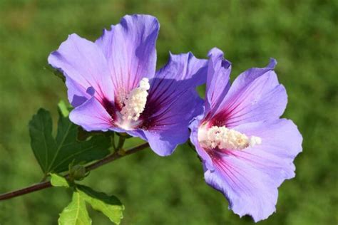 Hibiscus Syriacus Oiseau Bleu Rose Of Sharon