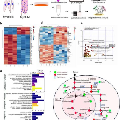 D2HG Induces Muscle Wasting Through Activation Of The UPP And Metabolic