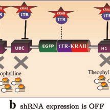 Schematic diagram of the function of the gene regulatory network. (a)... | Download Scientific ...