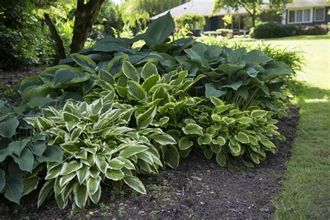 Stauden F R Den Schatten Unsere Top Plantura Schattenpflanzen