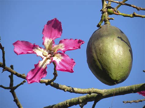 Treeaware Silk Floss Tree