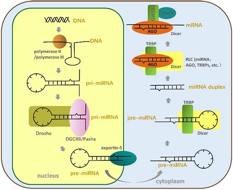 Figure 1 From The Influence Of Host Mirna Binding To Rna Within Rna Viruses On Virus