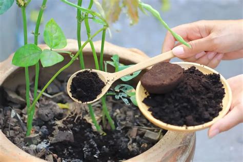 Qué plantas apreciarán tus posos de café