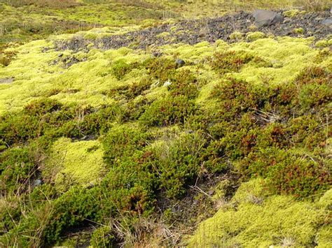 50 shades of green | Natural landmarks, Nature, Shades of green