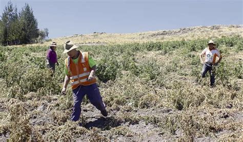 Sequía Hasta El 60 De La Campaña Agrícola Se Habría Perdido Lluvias Huancavelica Puno