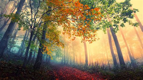 Sfondi Luce Del Sole Alberi Paesaggio Foresta Natura Mattina