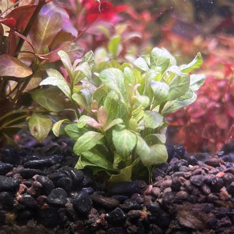 Hygrophila Polysperma Rosanervig P018 Tropical Aquarium