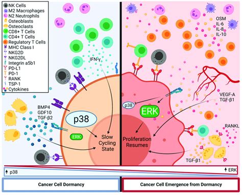 Control Of Disseminated Tumor Cell Dormancy By Innate Immune Cells