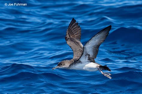 Black Vented Shearwater Joe Fuhrman Photography