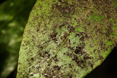 Fumaggine Come Evitare La Patina Nera Sulle Foglie