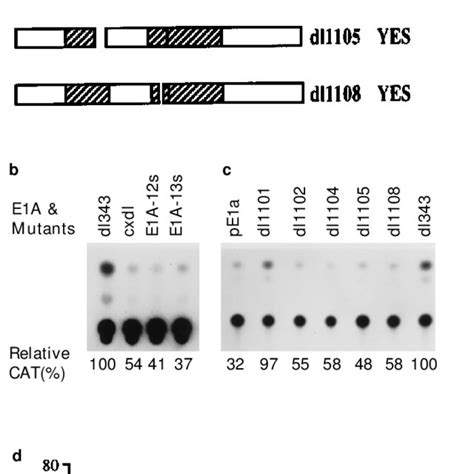 E A Domains Required For Transcriptional Repression Of Neu The