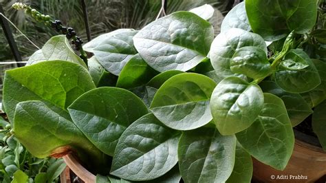 Malabar Spinach Mayalu Its Culinary Use And Nutritional Benefits