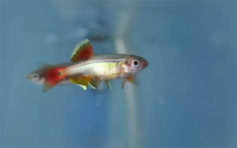 White Cloud Minnow Care: Complete Guide for Beginners - AquariumNexus