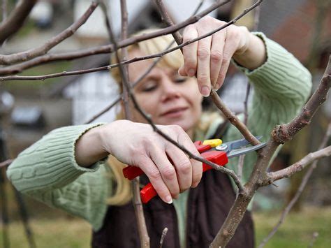 Apfelbaum Schneiden Tipps F R Jede Baumgr E Gardening Tips