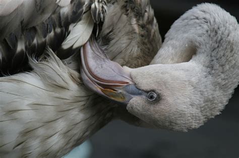 Weird Ostrich Stock Photo Download Image Now Istock