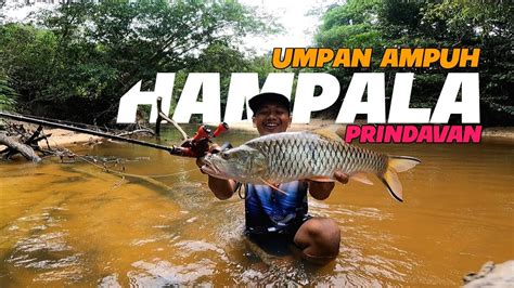 Umpan Paling Jitu Mancing Hampala Besar Sungai Ini Casting Hampala