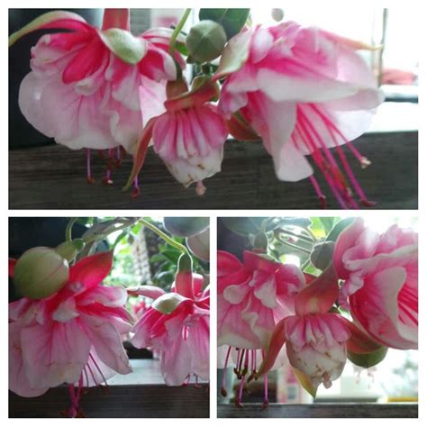 Fuchsia El Camino