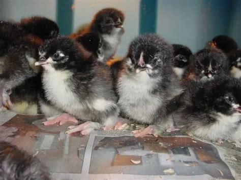 Marans pictures, video, information and chicks.