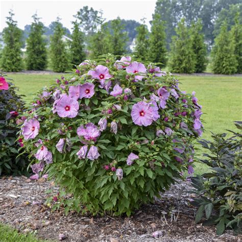 Summerific® Lilac Crush Rose Mallow Hibiscus Hybrid Proven Winners