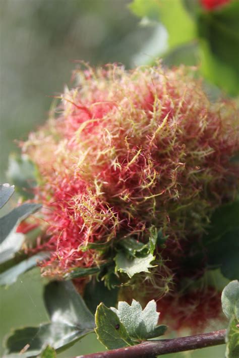 Robin S Pincushion Gall Robin S Pincushion Gall Moss Gall Flickr