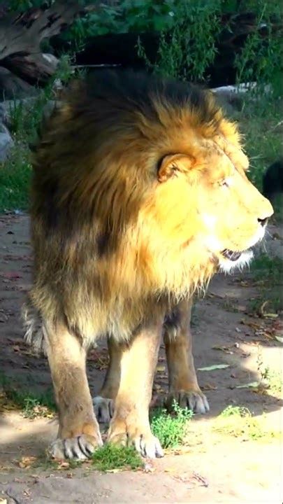 Азиатский лев -7 Московский зоопарк #shorts The Asiatic lion Moscow zoo ...
