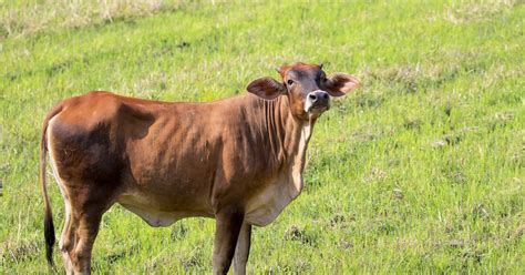 Biologico La Crescita Non Si Ferma E Ora Riguarda Anche La Carne