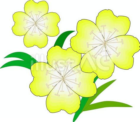 月見草イラスト - No: 2113256｜無料イラスト・フリー素材なら「イラストAC」