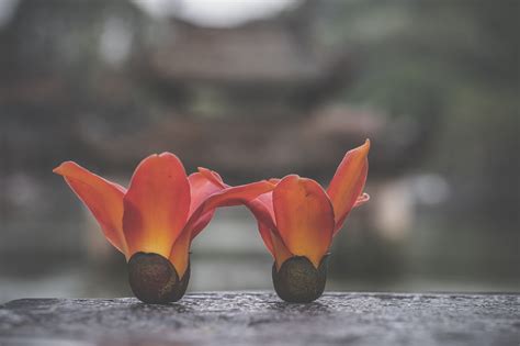 Flower Rice Tree Free Photo On Pixabay Pixabay